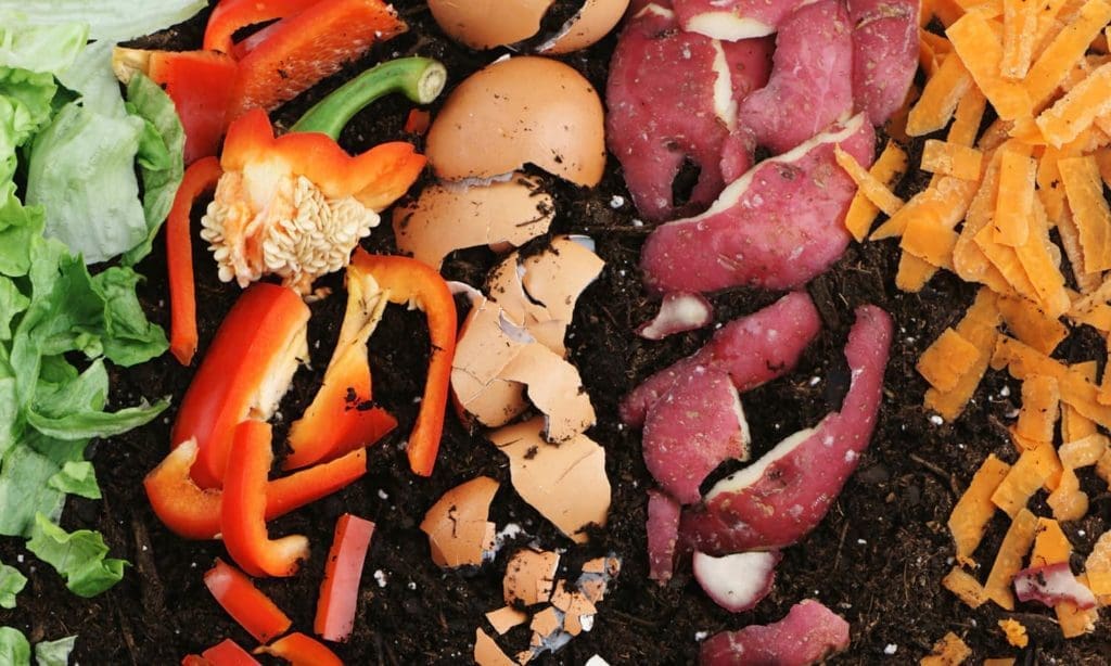 Vegetables in Dirt