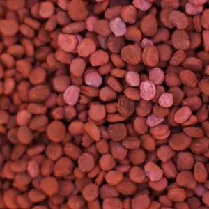 Ginseng Seed