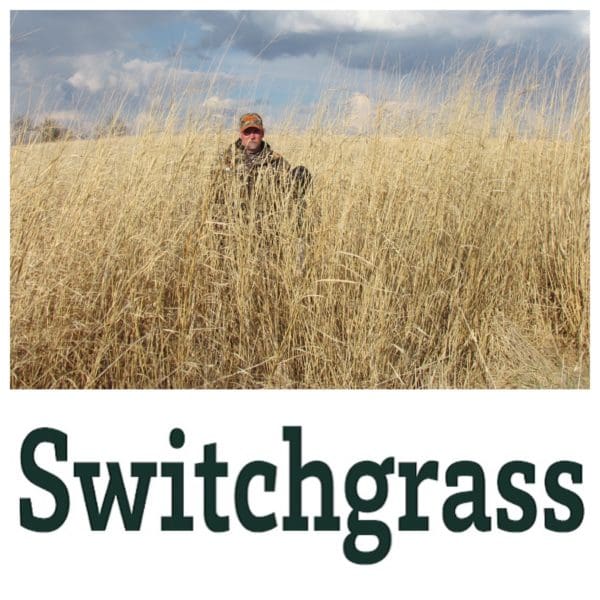 RWWP Switchgrass - 10 lb bag - Image 2