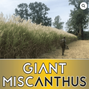 RWWP Giant Miscanthus per root