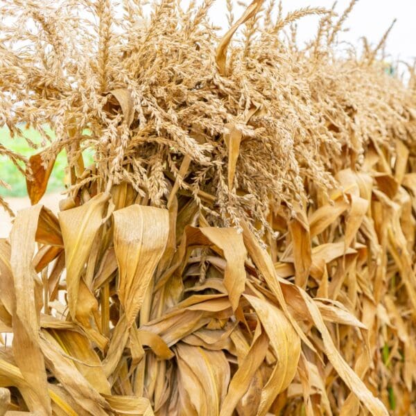 Corn Stalks