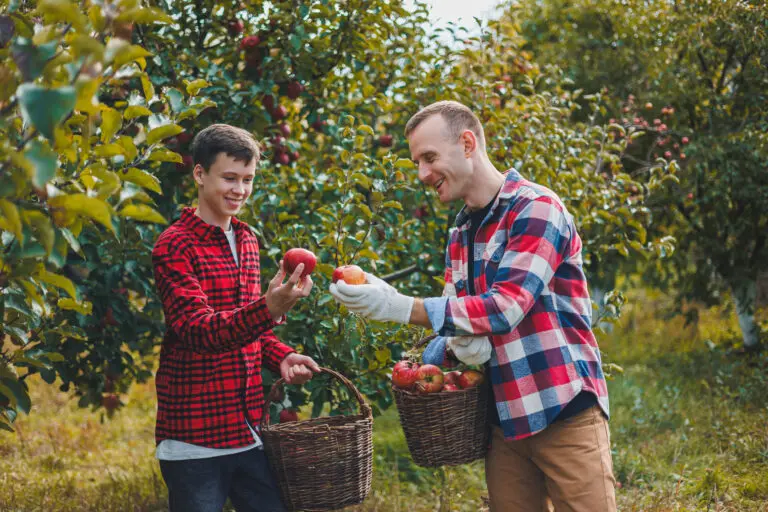 Happy male farmer picking ripe apples in orchard during autumn harvest. Apple harvest time. Apple orchard. Family farm growing fruit trees